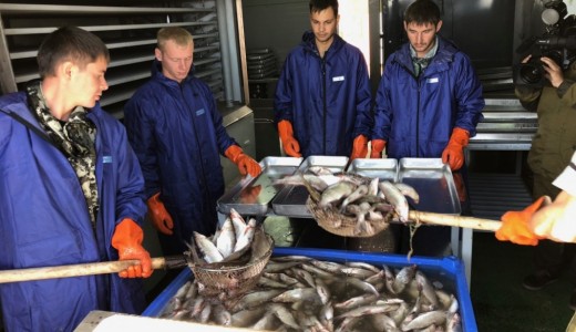 Рыбозавод в Сибири